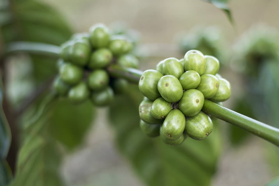 Green Coffee Beans